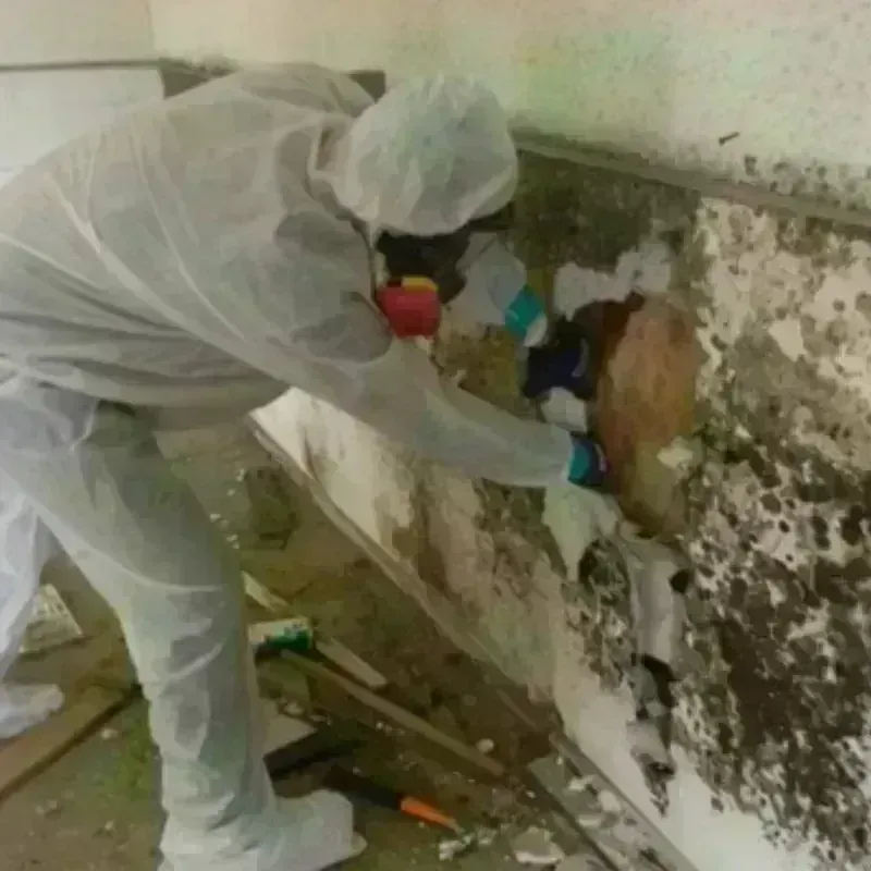 Mold Remediation and Removal in North Redington Beach, FL